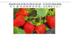 部编苏教版小学二年级下册科学《12.做个小温室》共13张PPT课件
