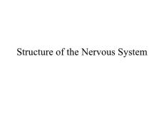 神经系统头颅解剖英语版