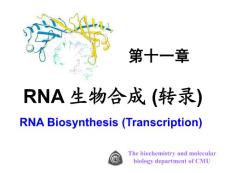 中国医科大基础医学生物化学PPT课件 第十一章 RNA 生物合成 (转录)