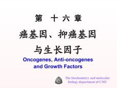 中国医科大基础医学生物化学PPT课件 第十六章 癌基因、抑癌基因与生长因子