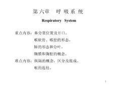 哈尔滨医科大基础医学系统解剖学PPT课件  第六章 呼吸系统