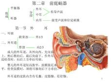 基础医学系统解剖学PPT课件 耳