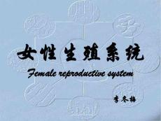 哈尔滨医科大基础医学组织学与胚胎学PPT课件 女性生殖系统