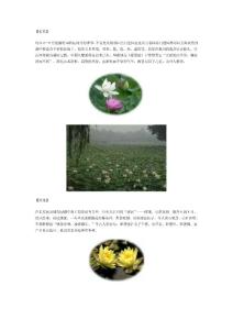 圆明园花卉鉴赏—夏系列