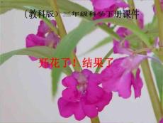 三年级科学下册 开花了，结果了 2课件 教科版