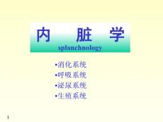 系统解剖学——内脏学总论