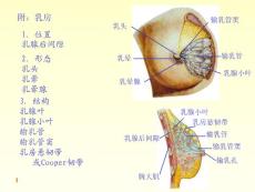 系统解剖学——乳房