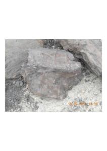 化石图片6-DSCN0638