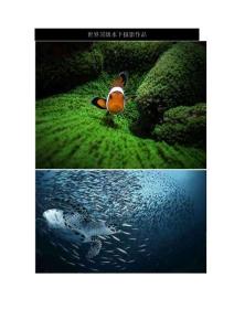 世界顶级水下摄影作品