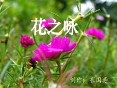 北师大版小学四下《花之咏》ppt课件2011