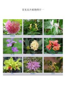 常见花卉植物图片与名称一
