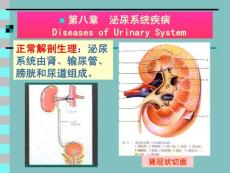 泌尿系统疾病