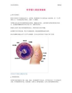 【怀孕指南】怀孕第5周发育指南