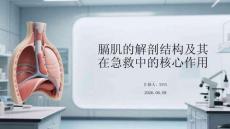 膈肌的解剖结构及其在急救中的核心作用