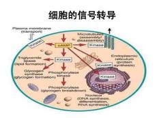 医学细胞生物学 4、5五章第四节 膜受体与信号转导