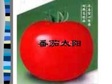 “番茄太阳”教学PPT课件苏教版语文四年级下册第12课