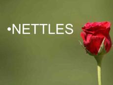 Nettles(3)