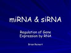 MicroRNA and SiRNA