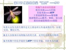 高一生物ATP能量通货