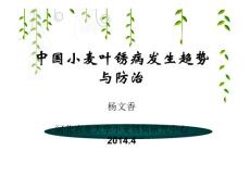 中国小麦锈病发生与防治-杨文香