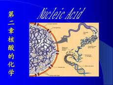 第九章（1）  核酸结构、功能(ppt 72)