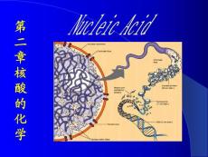 第九章（1）  核酸结构、功能