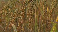 农民收割成熟的水稻素材