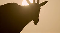 沙漠羚羊逆光拍摄素材