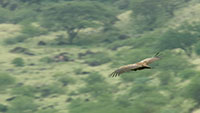 秃鹰飞行食腐动物非洲鸟类生物视频素材