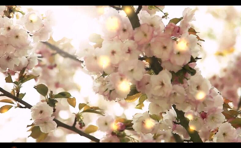 大自然美丽花朵视频素材