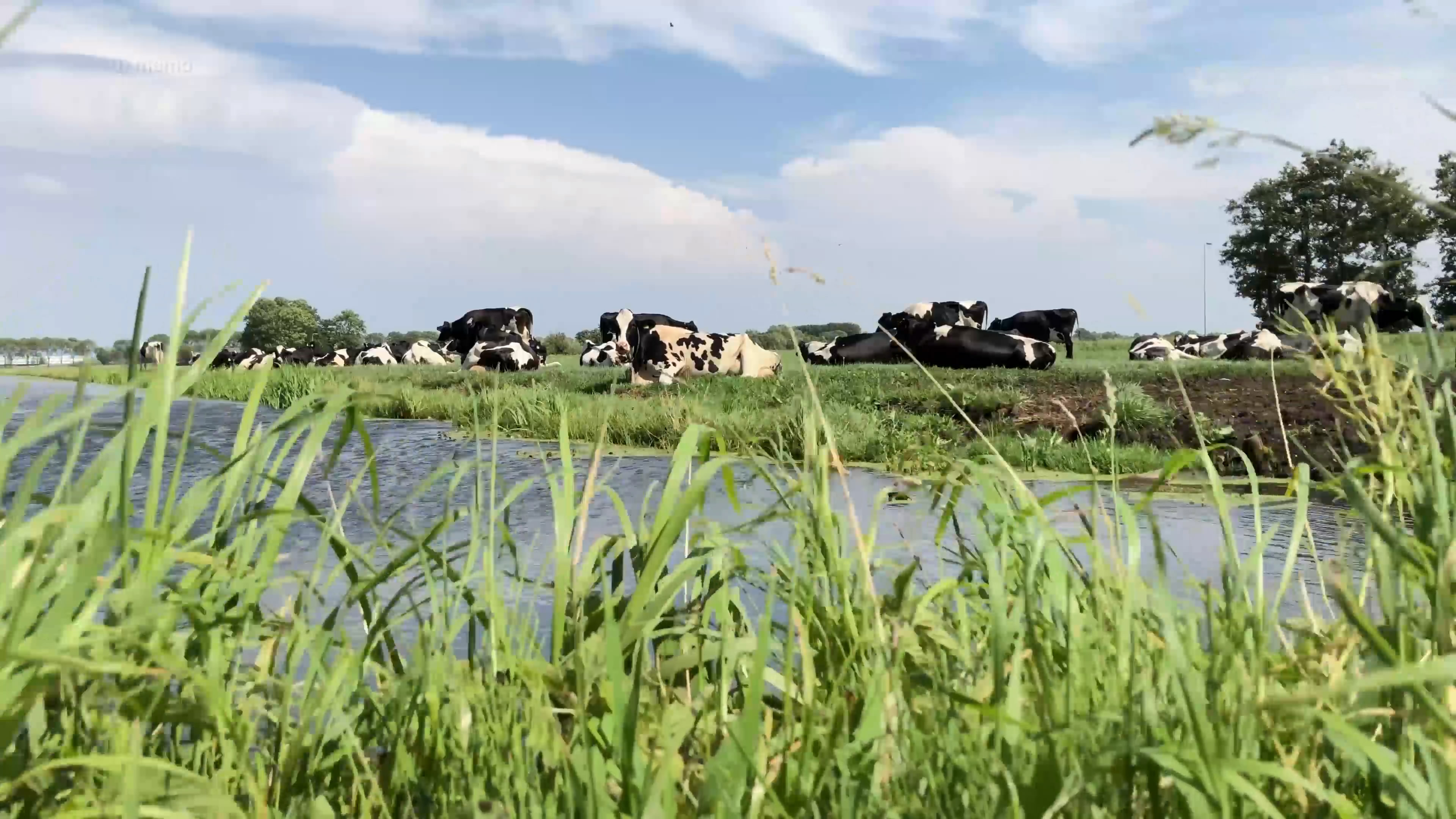 奶牛吃草视频素材