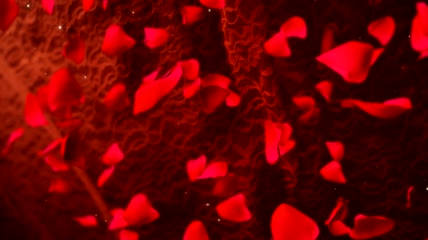 红纱前红色玫瑰花瓣缓缓飘落