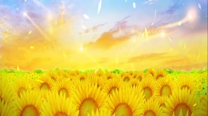 金光向日葵背景视频
