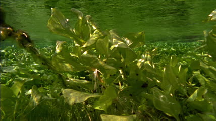 水下一片绿油油的植物