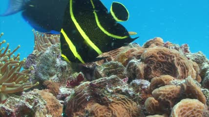 黑黄条纹鱼礁石娱乐实拍视频