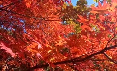 秋天红色枫树林枫叶实拍