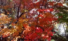 秋天红色枫树林枫叶实拍
