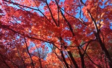 秋天红色枫叶林枫叶实拍
