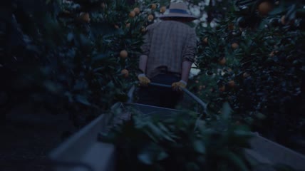 橘子种植采摘食用