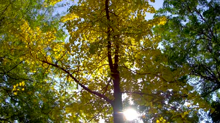 唯美秋色树叶高清实拍