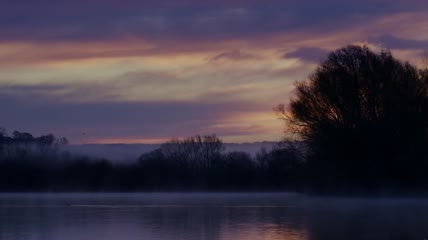 唯美清晨湖泊雾气缭绕白天鹅视频素材
