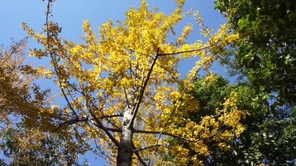 实拍冬季金色银杏树高清视频素材
