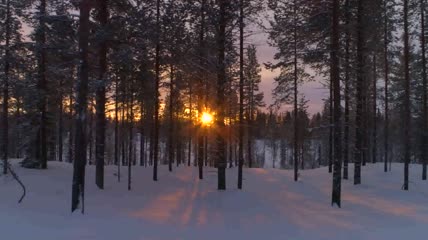 高清实拍阳光下的森林雪景视频素材