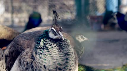公母孔雀开屏养殖孔雀羽毛实拍视频素材