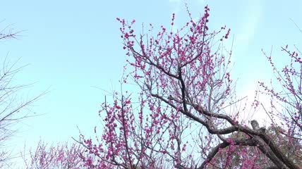 武汉东湖梅园梅花盛开高清实拍视频素材