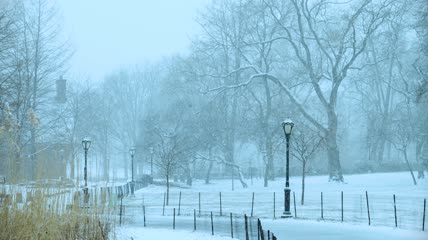 4K超清实拍冬季雪花飘落视频素材