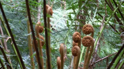森林参天大树苔藓实拍视频素材