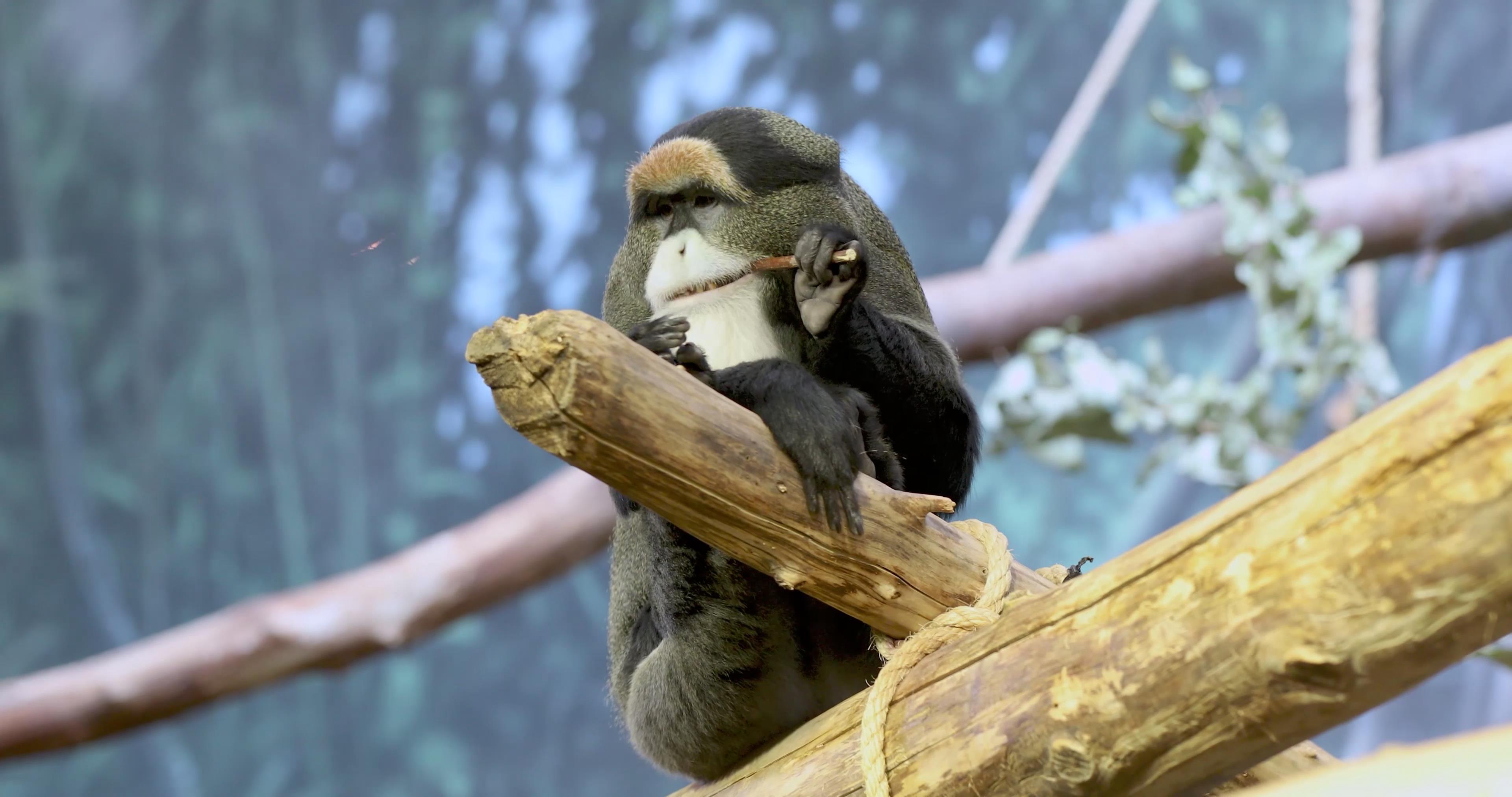林肯公园  动物园 的 新德布拉扎 猴子