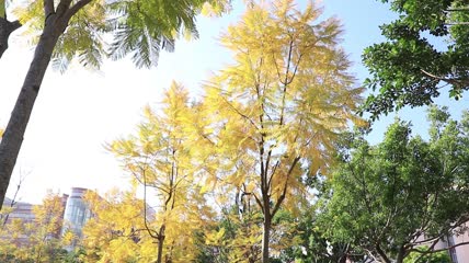 金色黄色蓝楹花树实拍