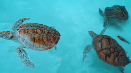 水族馆欢快游泳的海龟视频素材